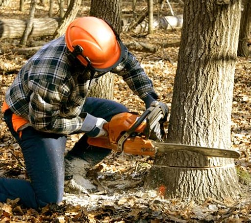 Tree Removal in Stevensville, MD